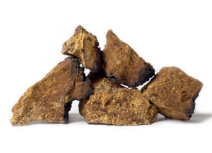 Chaga Pilz