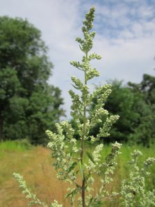 Artemisia annua