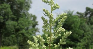 Artemisia annua
