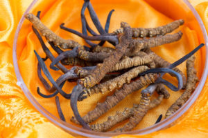 Cordyceps-Pilz