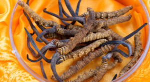 Cordyceps