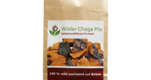 Chaga Pilz kaufen