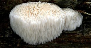 Hericium