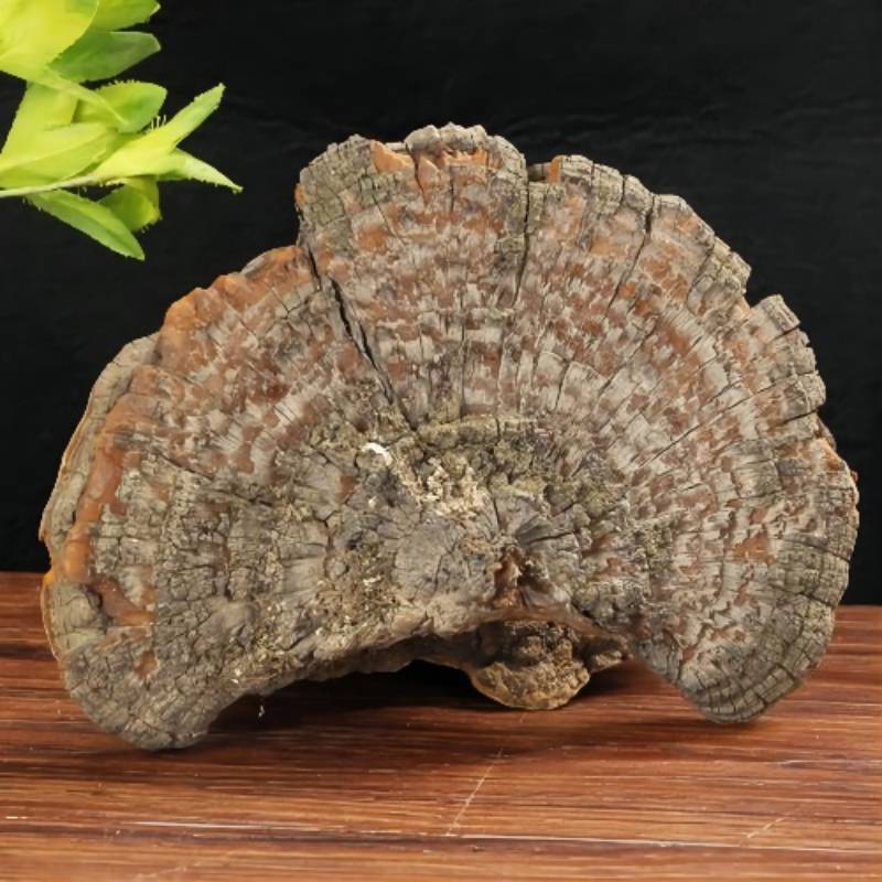 uaier Pilz Trametes robiniophila Murr am japanischen Schnurbaum TCM Heilpilz
